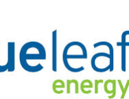 BLUELEAF